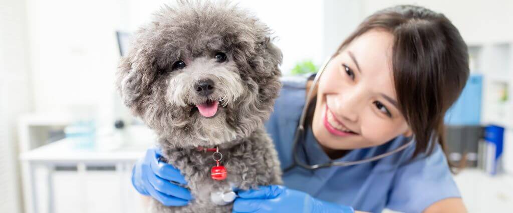 Pet Heart Health 101: Common Cardiac Conditions in Dogs & Cats