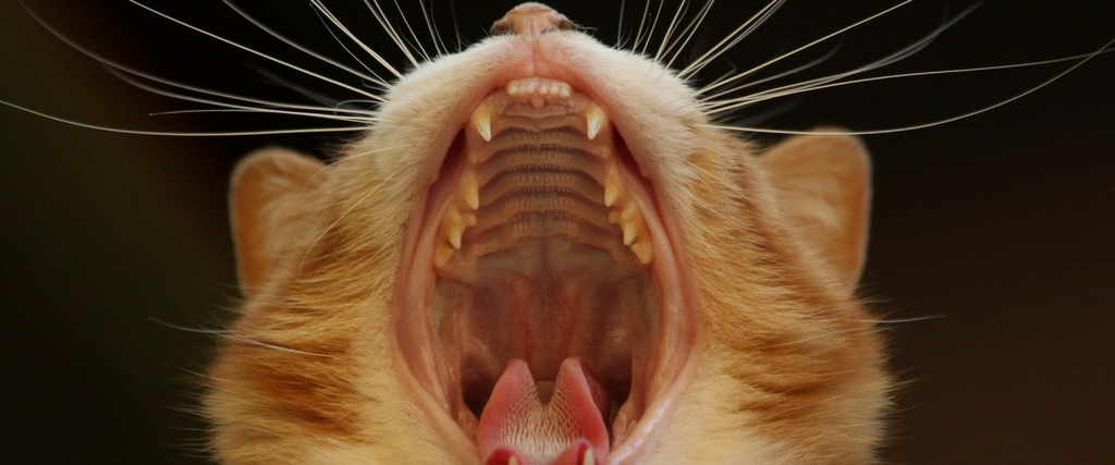 Cat Dental Health: What Cat Lovers Need to Know 