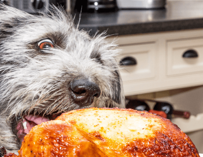 Thanksgiving Pet Hazards to Avoid this Holiday Season